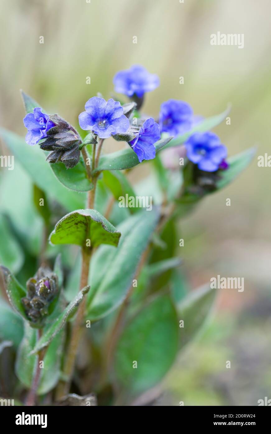 Lungwort or pulmonaria blue ensign in flower, pulmonaria angustifolia plant, UK Stock Photo