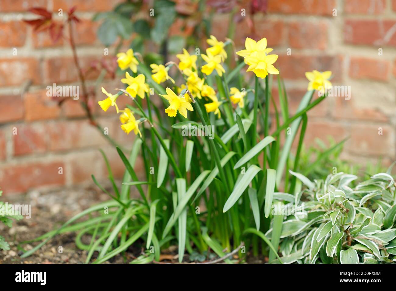 Yellow dwarf daffodils, narcissi tete a tete in a spring flowerbed, UK Stock Photo