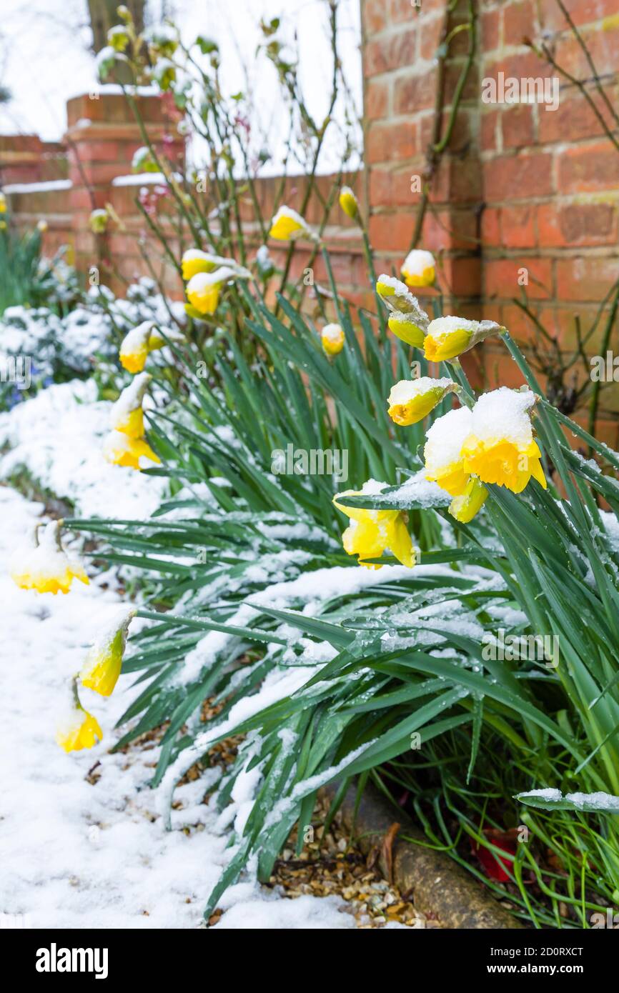 Daffodil border hires stock photography and images Alamy