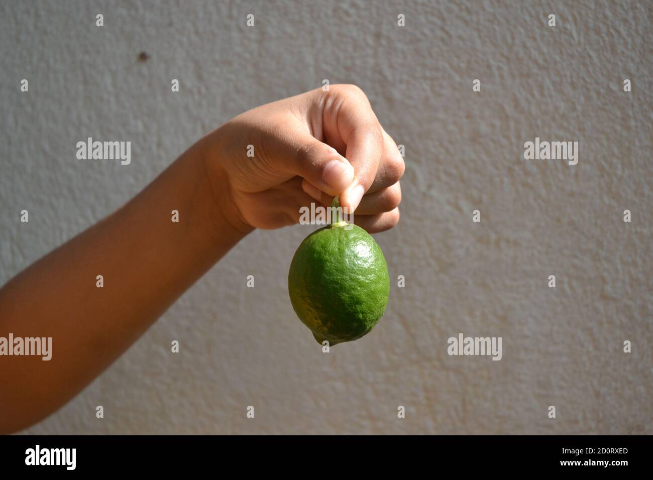 Green lemon in human hand. Stock Photo