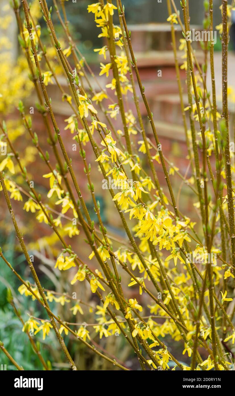 Forsythia x intermedia goldrush yellow flowers close-up, UK Stock Photo