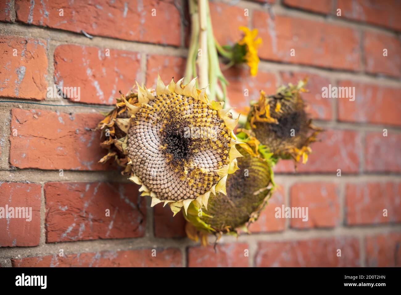 Drying sunflower heads for birds, dried sunflowers for bird food UK Stock Photo