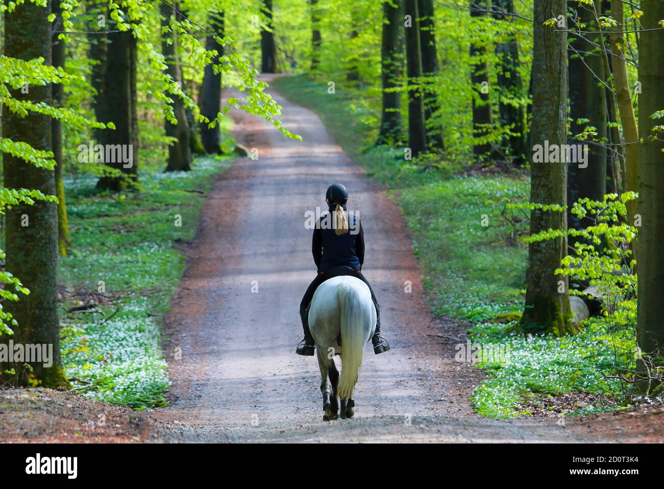 Riding a horse in a forest, Jutland, Denmark. Stock Photo