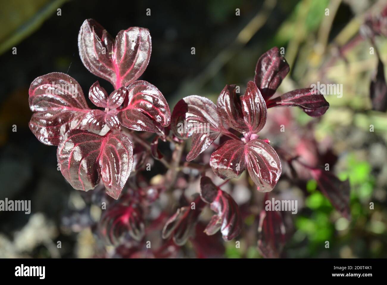 plants with brown and red leaves in the garden. Stock Photo