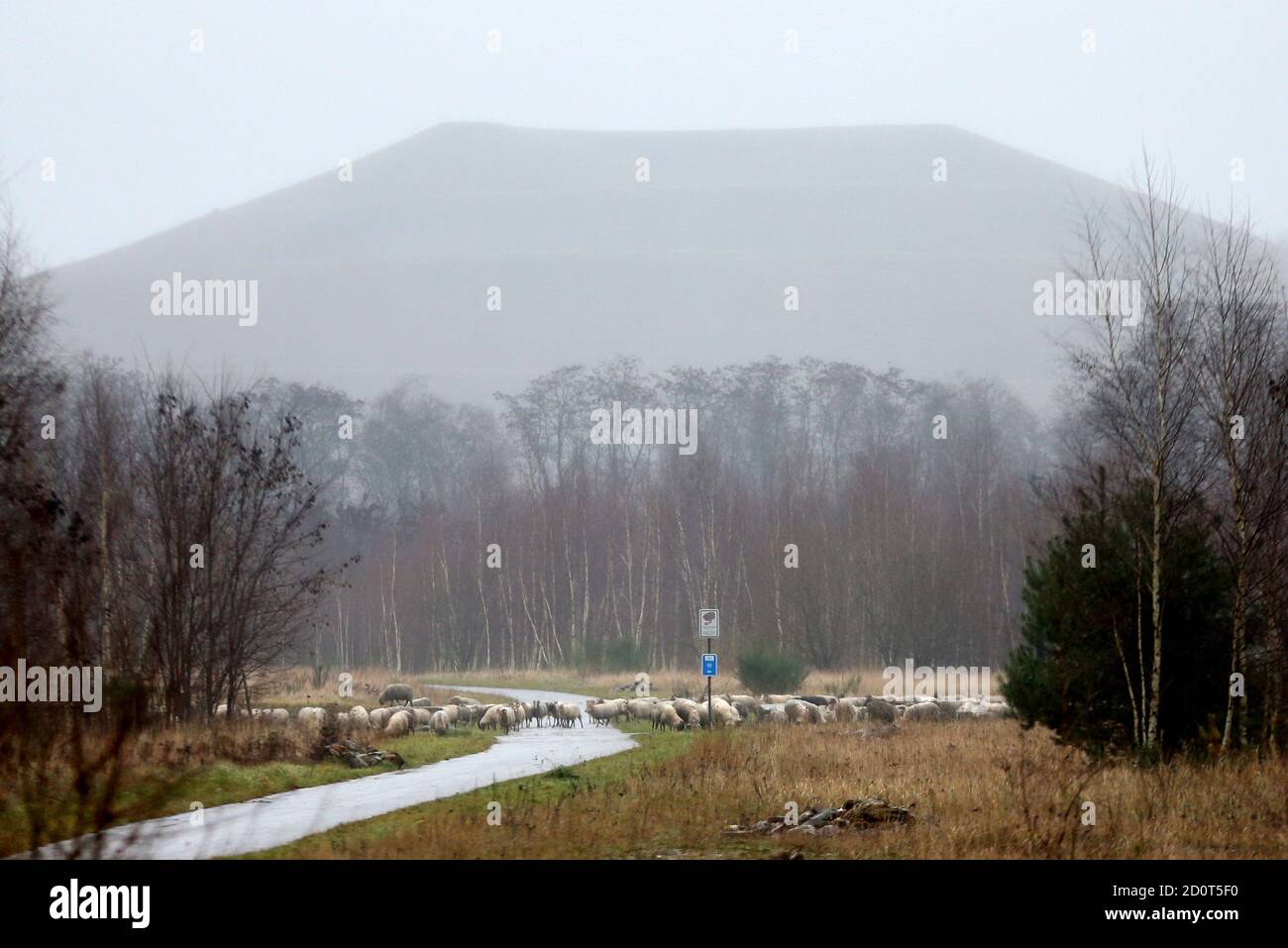 Sheep are seen near a slag heap not far from an abandoned coal mine in Genk December 17, 2014. In the heart of western Europe, the Belgian-Dutch-German rust belt has been dealt another blow. Two car plants closed this month as companies sought cheaper labour elsewhere, the final chapter of a manufacturing boom that began when coal mines fuelling Europe's industrialisation shut in the 1960s. Now the region straddling three borders is trying to reinvent itself. A 315 billion euro EU investment plan, announced on Thursday, is the latest potential help. It aims to encourage investors to back proje Stock Photo