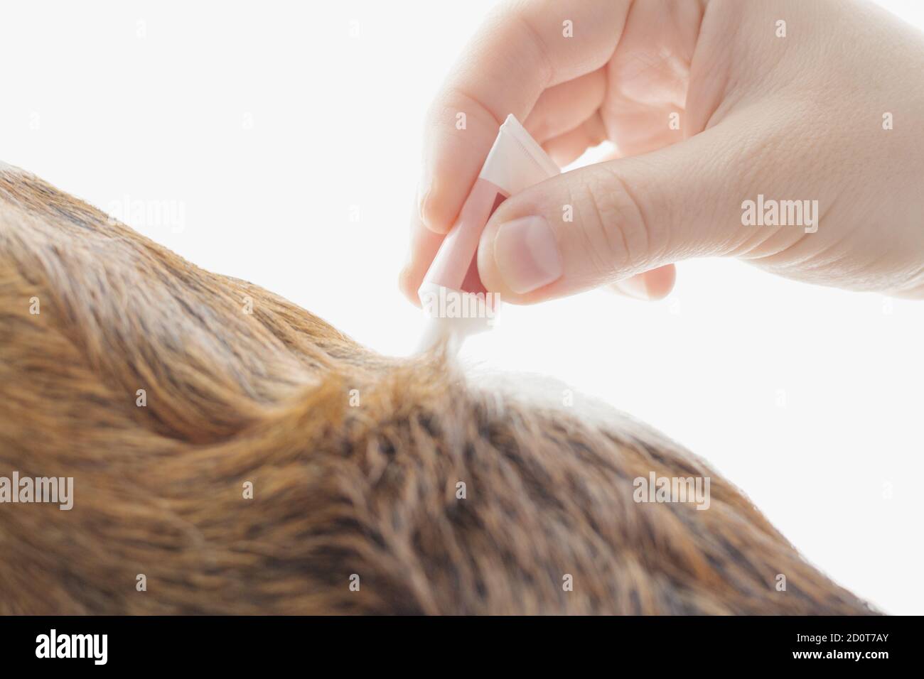 Woman's hand using pipette on dog's hair as protection against diseases Stock Photo