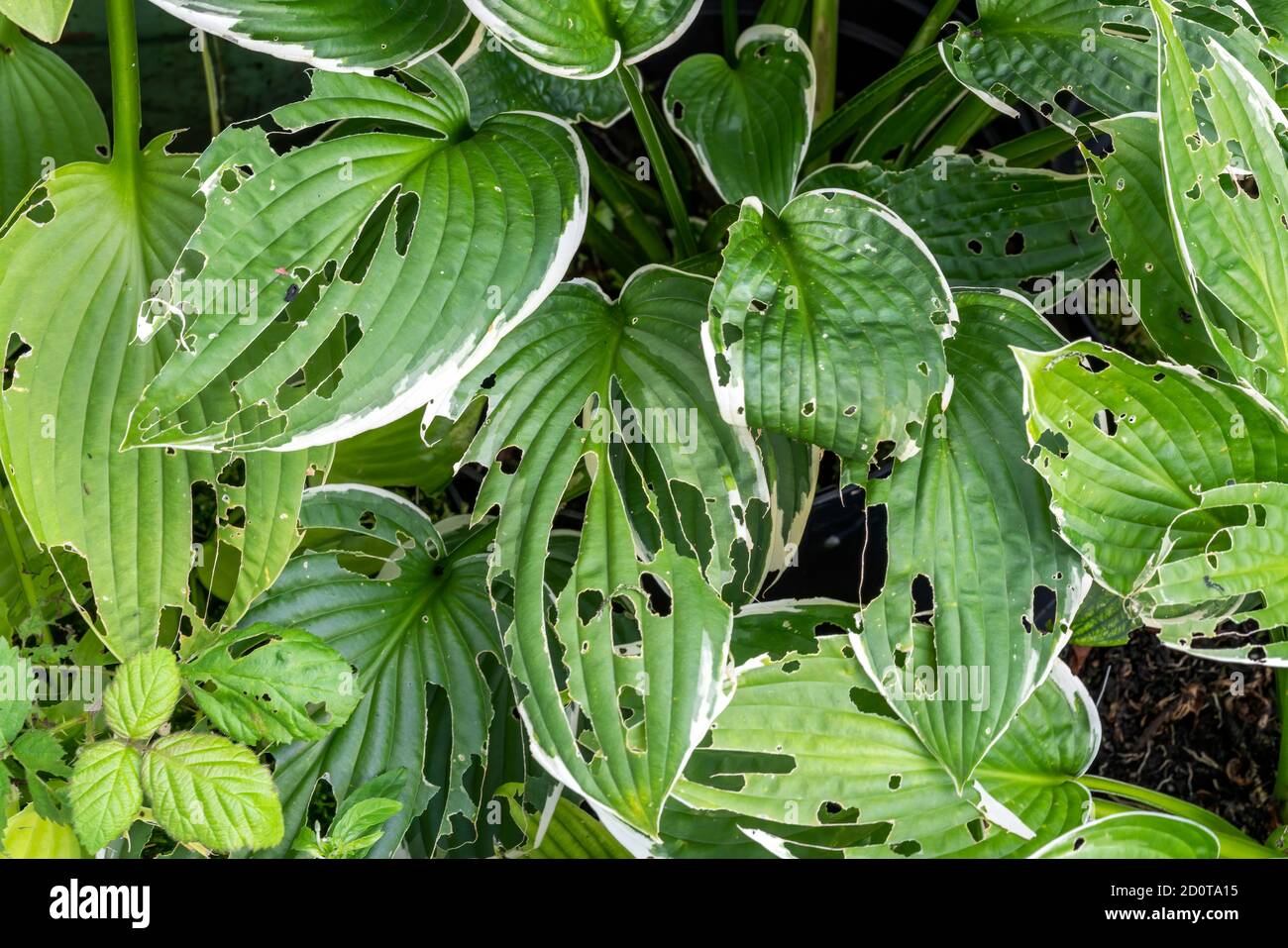 Hosta plant also known as plantain lily with snail and slug damage