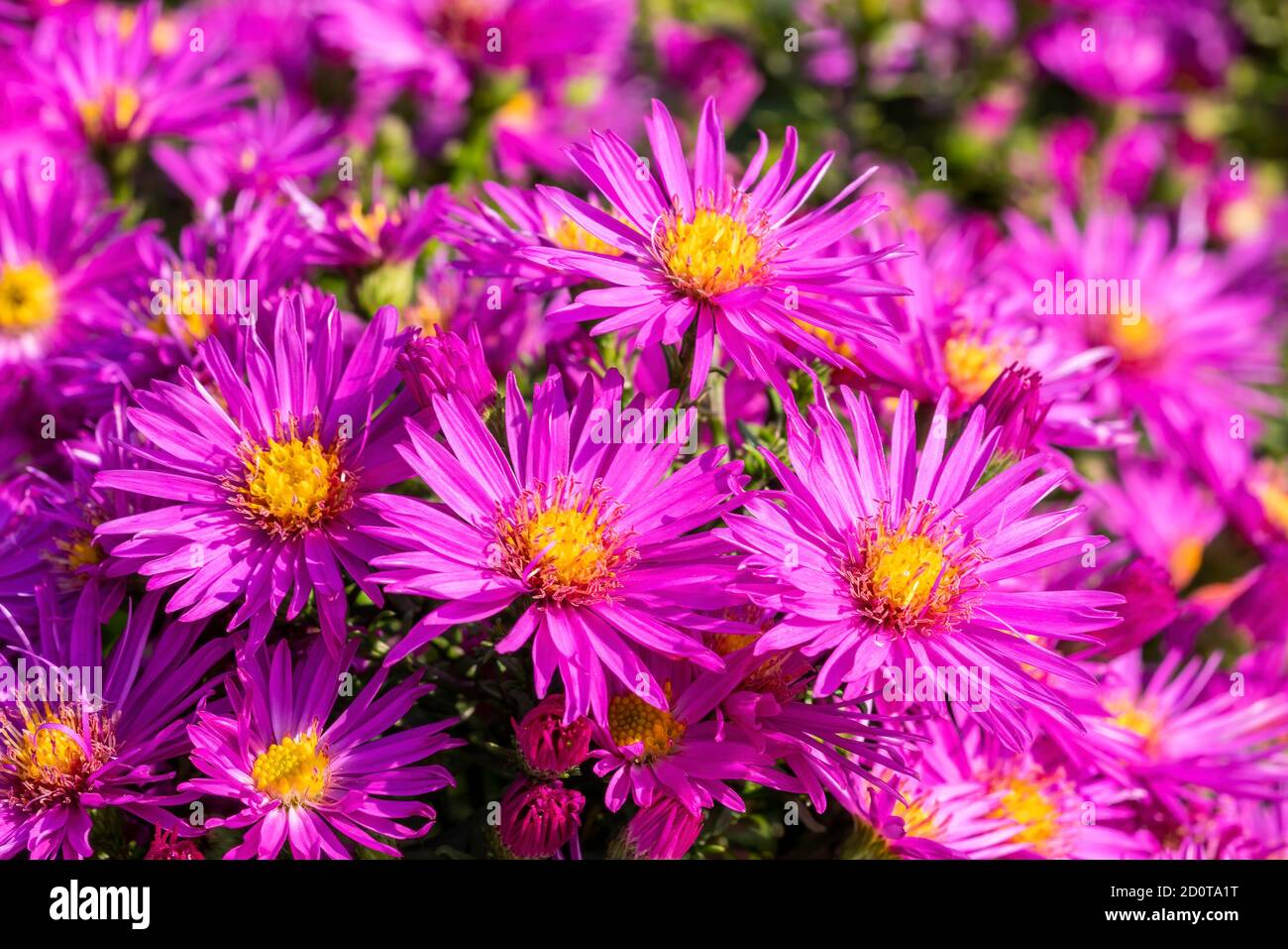 Aster novi belgii 'Dandy' a magenta pink herbaceous summer autumn perennial flower plant commonly known as Michaelmas daisy stock photo image Stock Photo