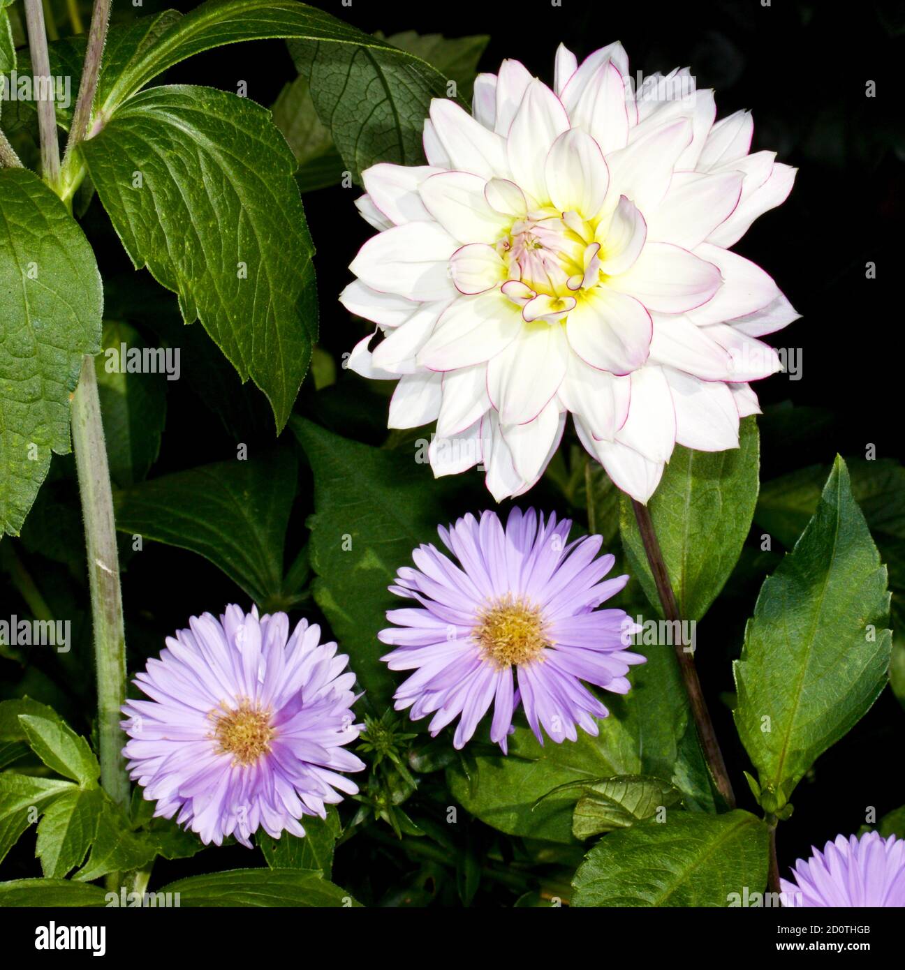 Dahlia 'Victoria Ann’ and Aster amellus, the European Michaelmas daisy Stock Photo