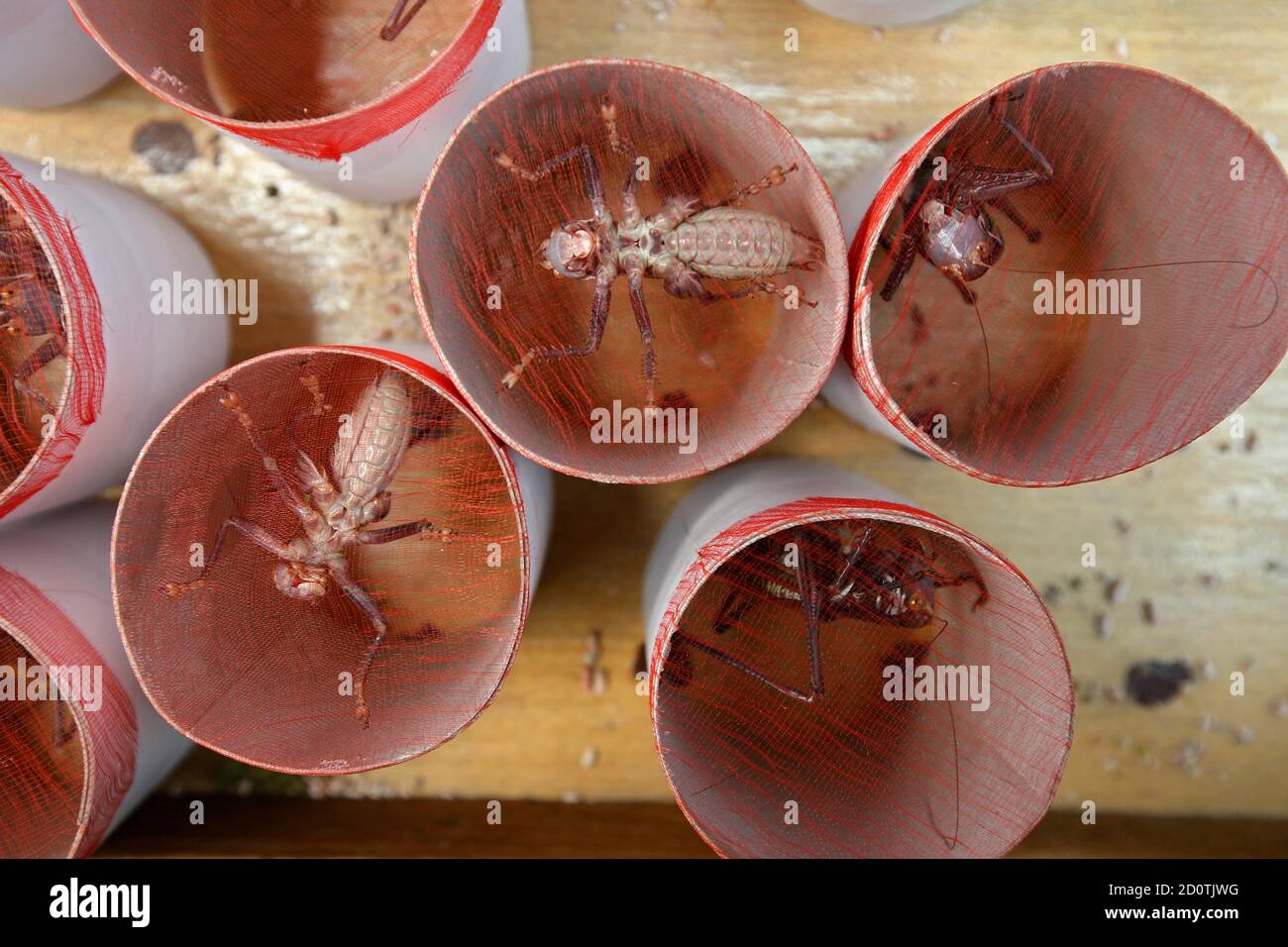 Bush crickets are kept in containers as they are displayed for sale at an insect market in Beijing September 9, 2013. Keeping crickets as singing pets is an old Chinese tradition. Picture taken September 9, 2013.  REUTERS/Kim Kyung-Hoon (CHINA - Tags: SOCIETY ANIMALS) Stock Photo