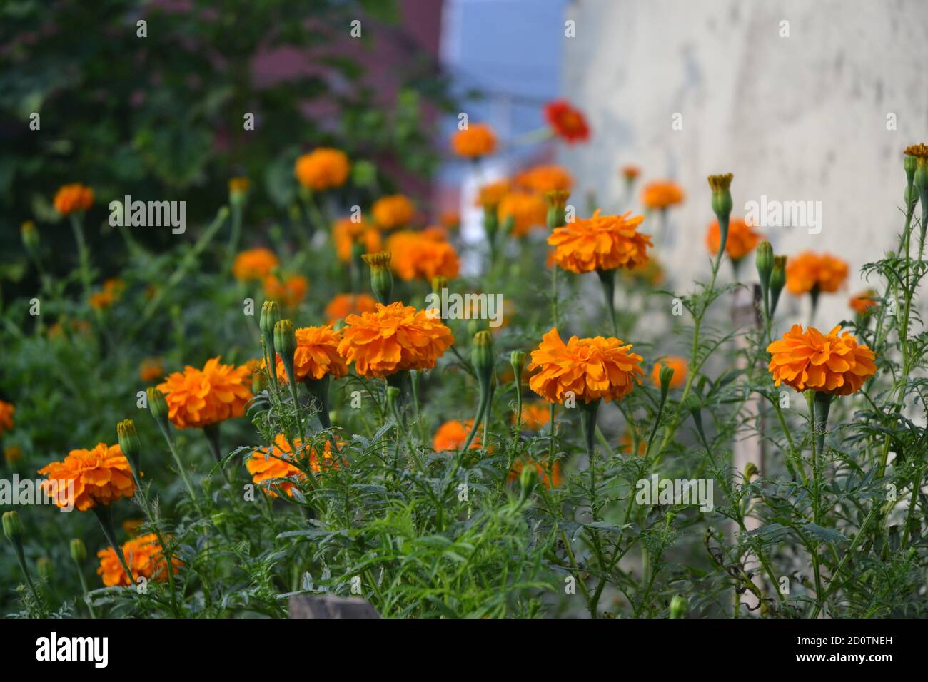 marigold plants Stock Photo