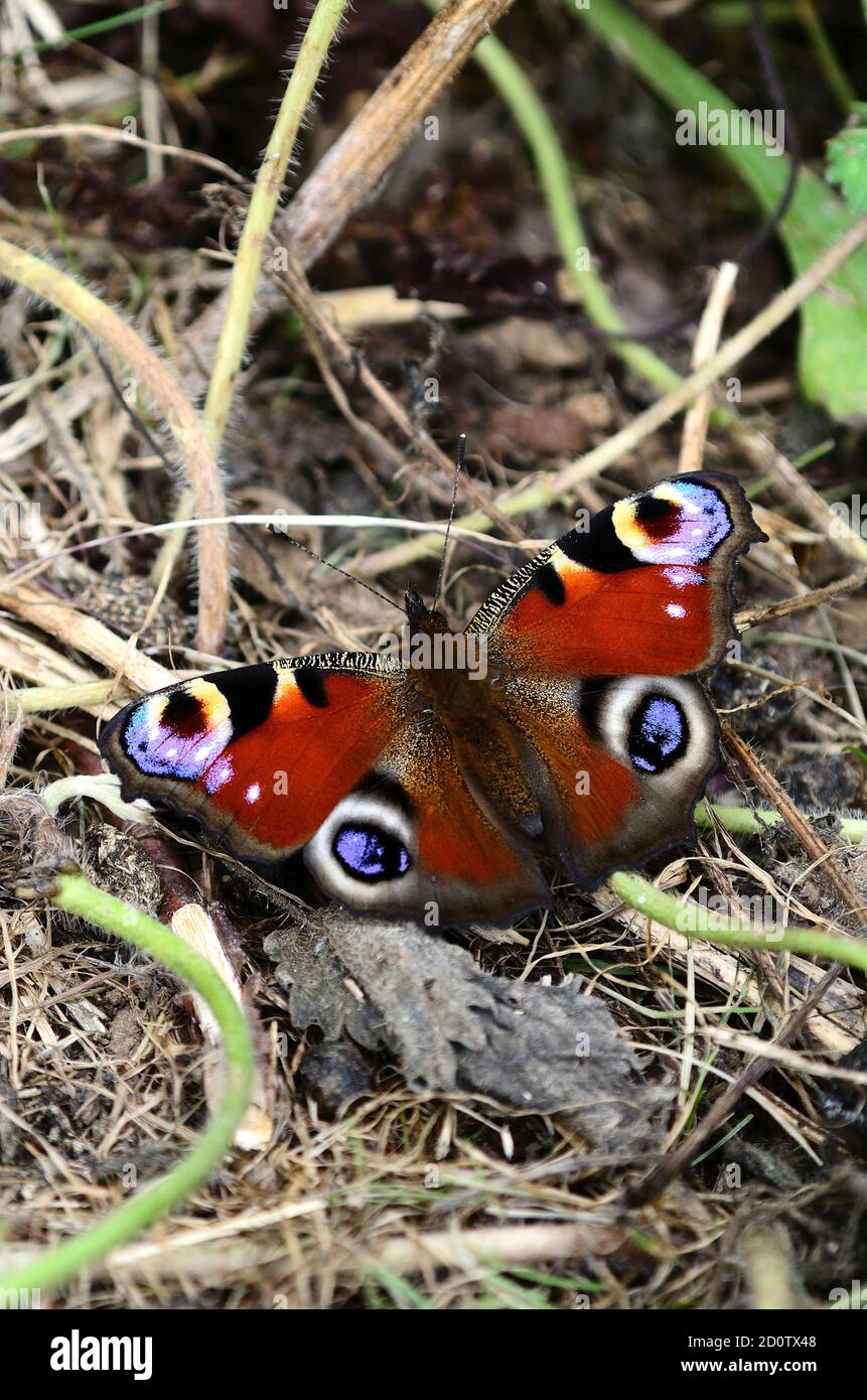 portrait of peacock butterfly at rest Stock Photo - Alamy
