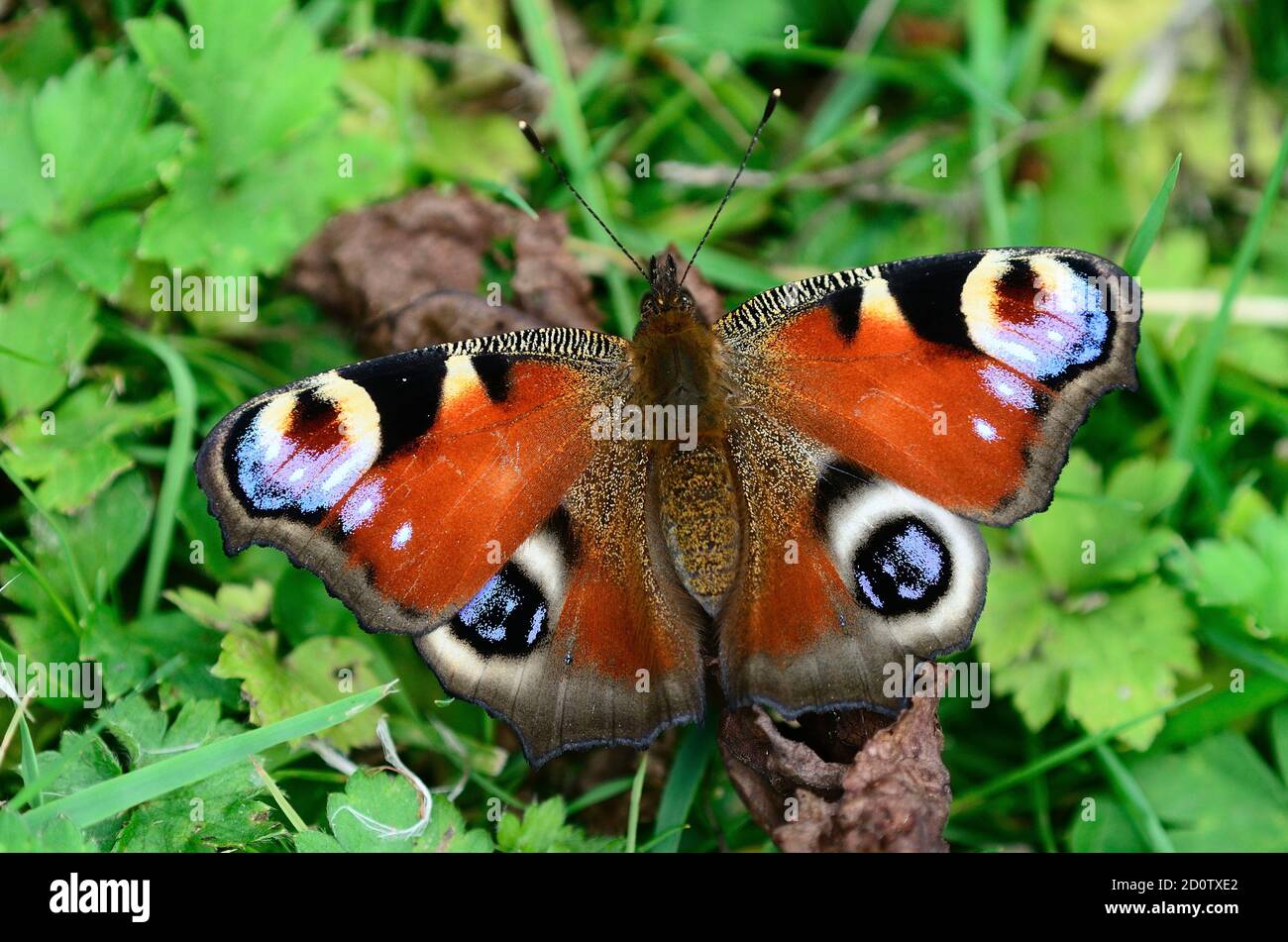 Peacock butterfly at rest Stock Photo - Alamy