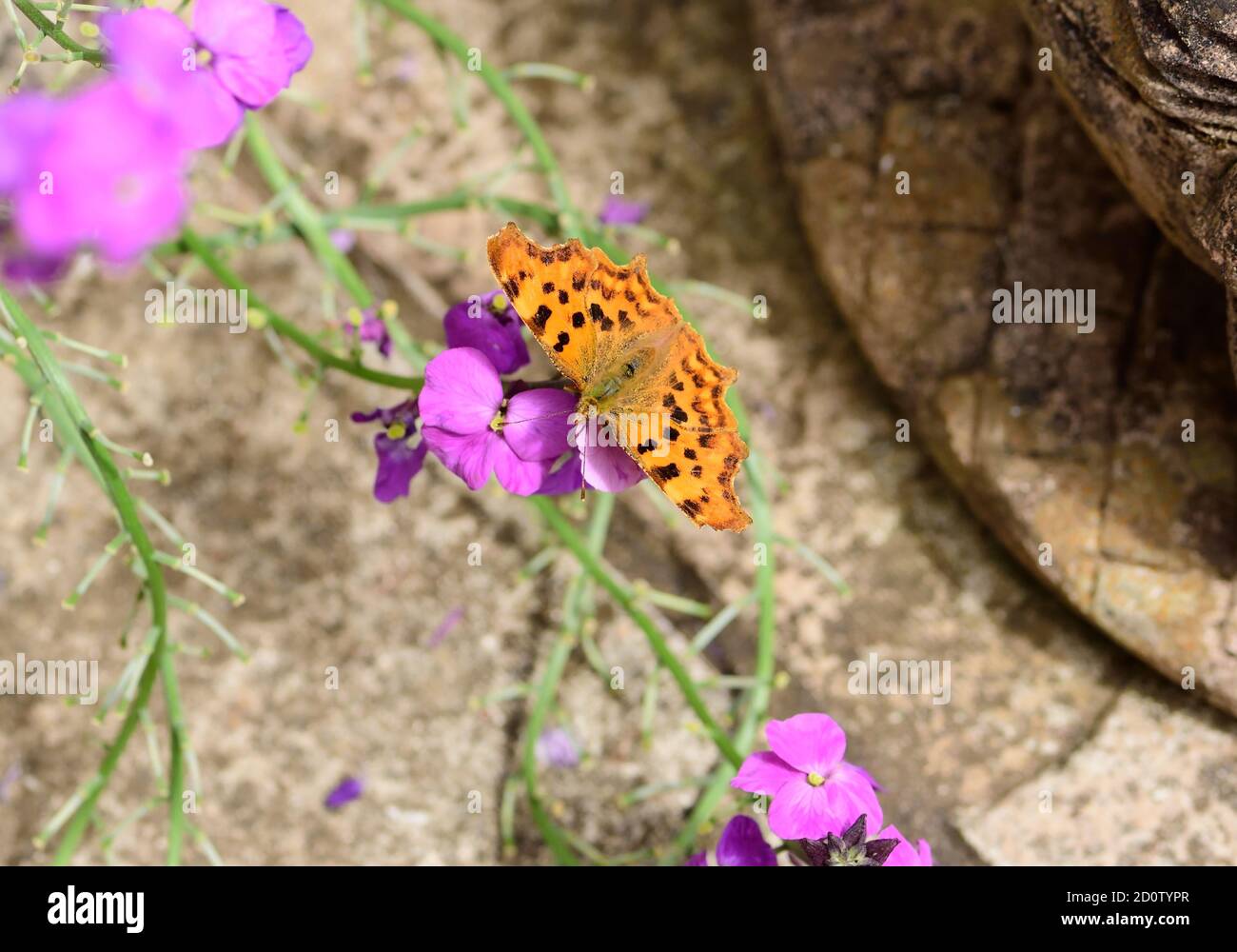 A Comma butterfly on an Erysimum flower. Stock Photo