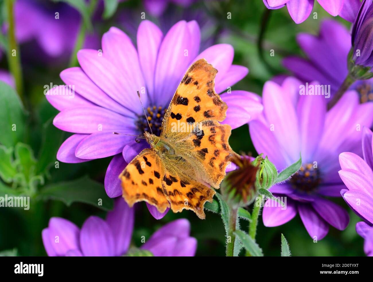 A Comma butterfly on an Osteospermum flower. Stock Photo