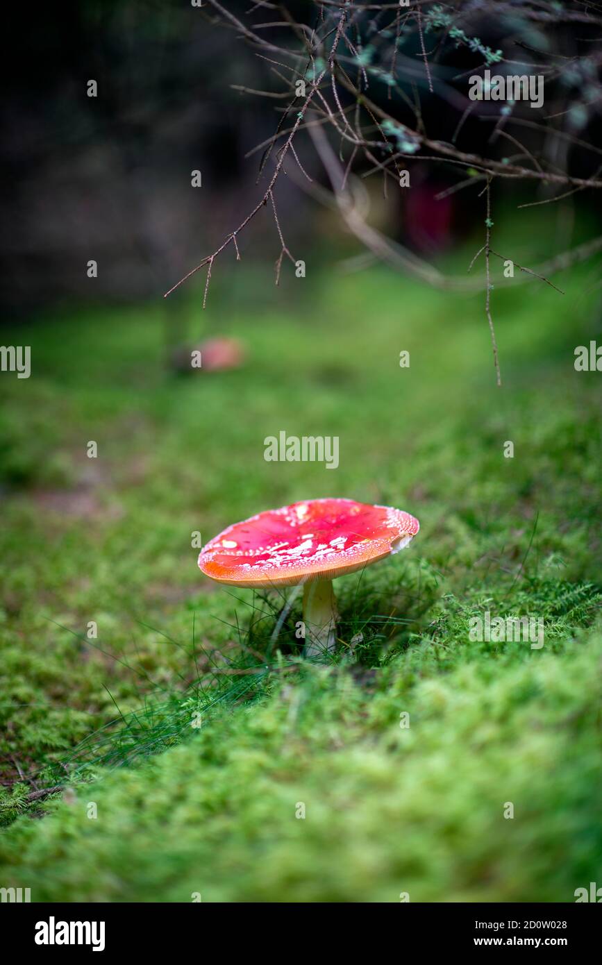 A fly agaric growing in the deep forest in Sweden Stock Photo