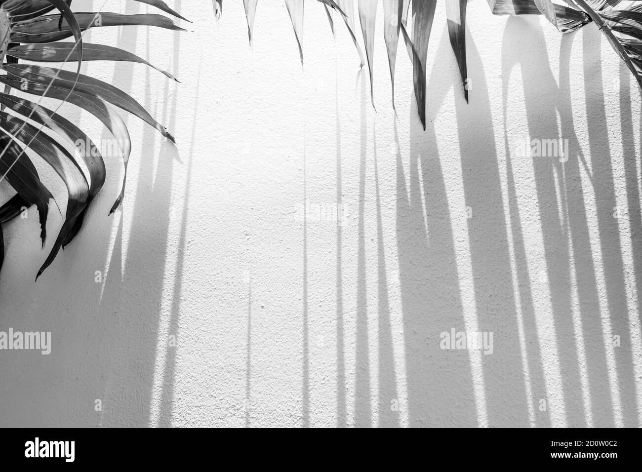 Abstract palm leaves and striped shadow on concrete wall in the background, sunbeam shines through palm leaves onto the wall. Monochrome. Stock Photo