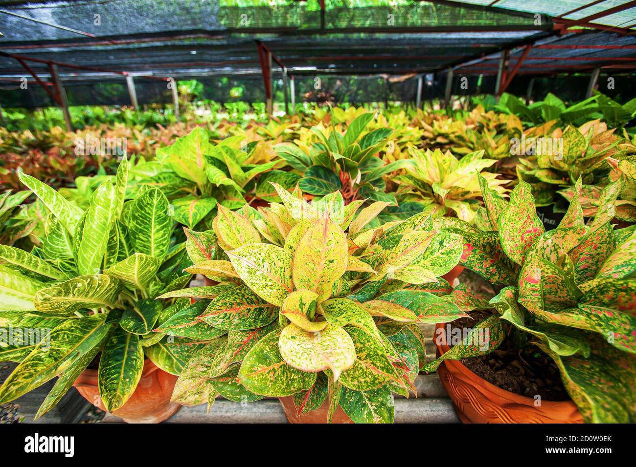 Beautiful foliage of Aglaonema Siam Red (Chinese Evergreen) in nursery greenhouse. Selective focus. Stock Photo