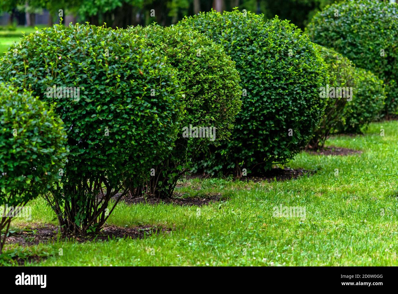 bushes trimmed into balls in the city park, the topiary art Stock Photo