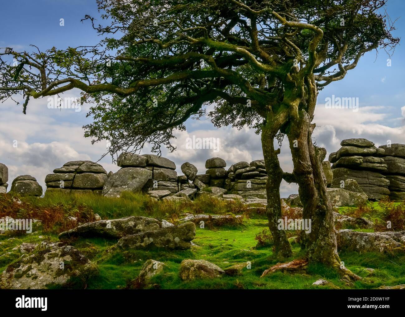 Three entwined trunks on Hawthorne tree by a Dartmoor tor Stock Photo