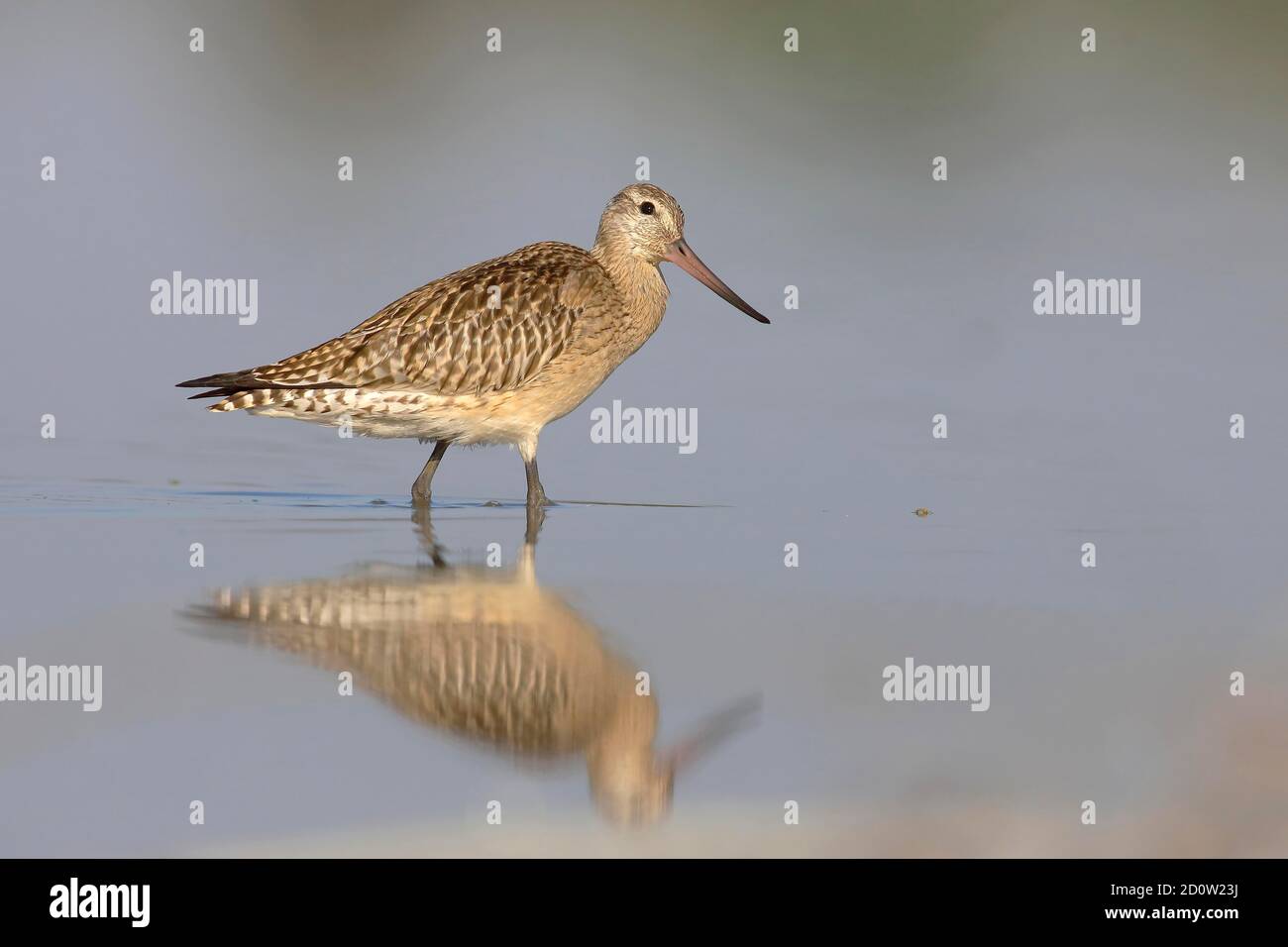 Bar-tailed Godwit ( Limosa lapponica) , Old animal in winter plumage in shallow water, Zicksee, St.Andrä, National Park Neusiedler See, Burgenland, Au Stock Photo