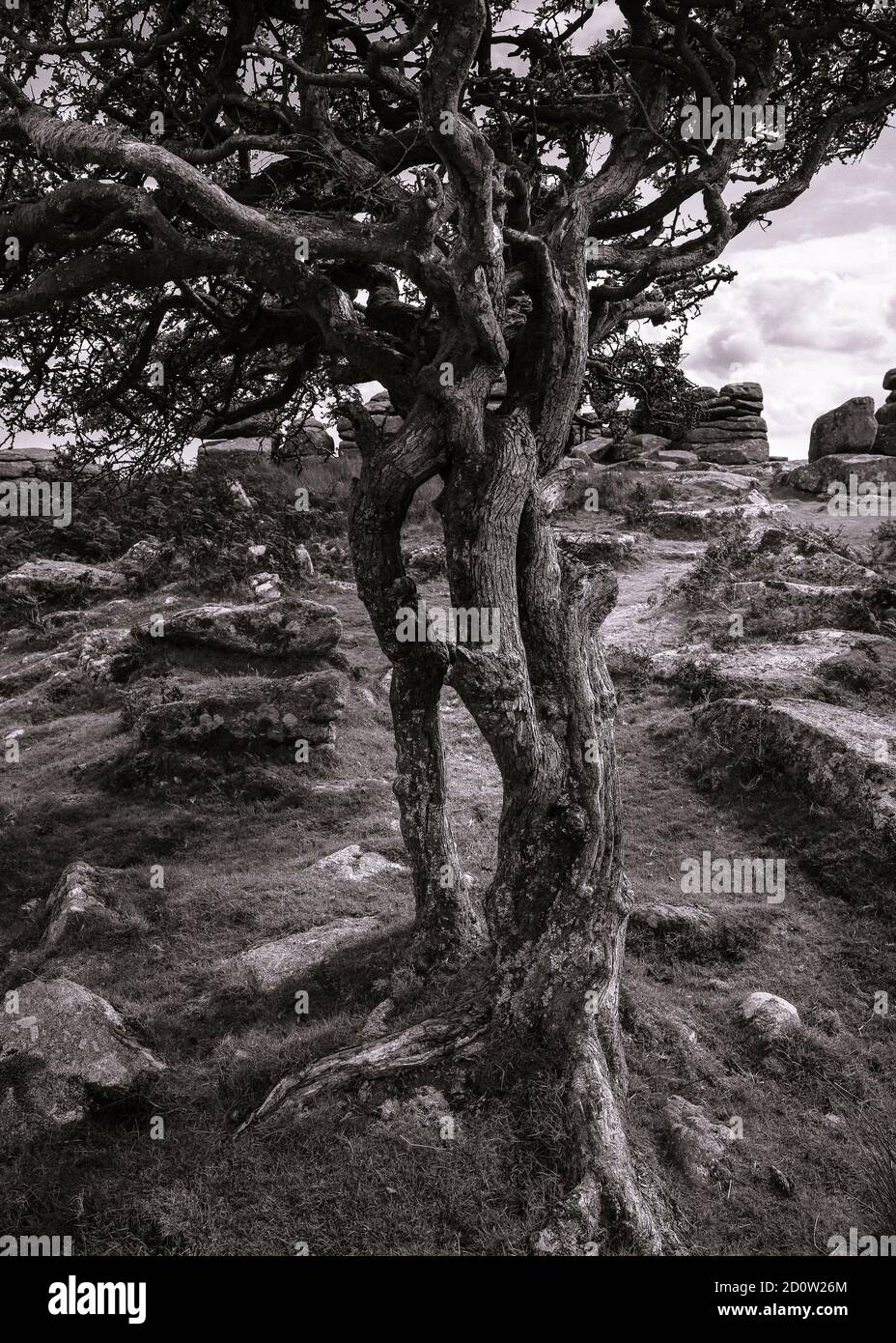 Three entwined trunks on Hawthorne tree by a Dartmoor tor in monochrome Stock Photo