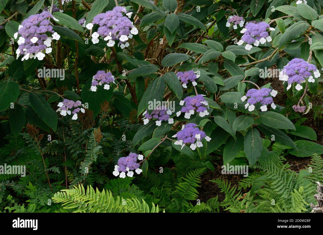 Flowering Hydrangea aspera ( Hydrangea aspera) variety Villosa, Germany, Europe Stock Photo