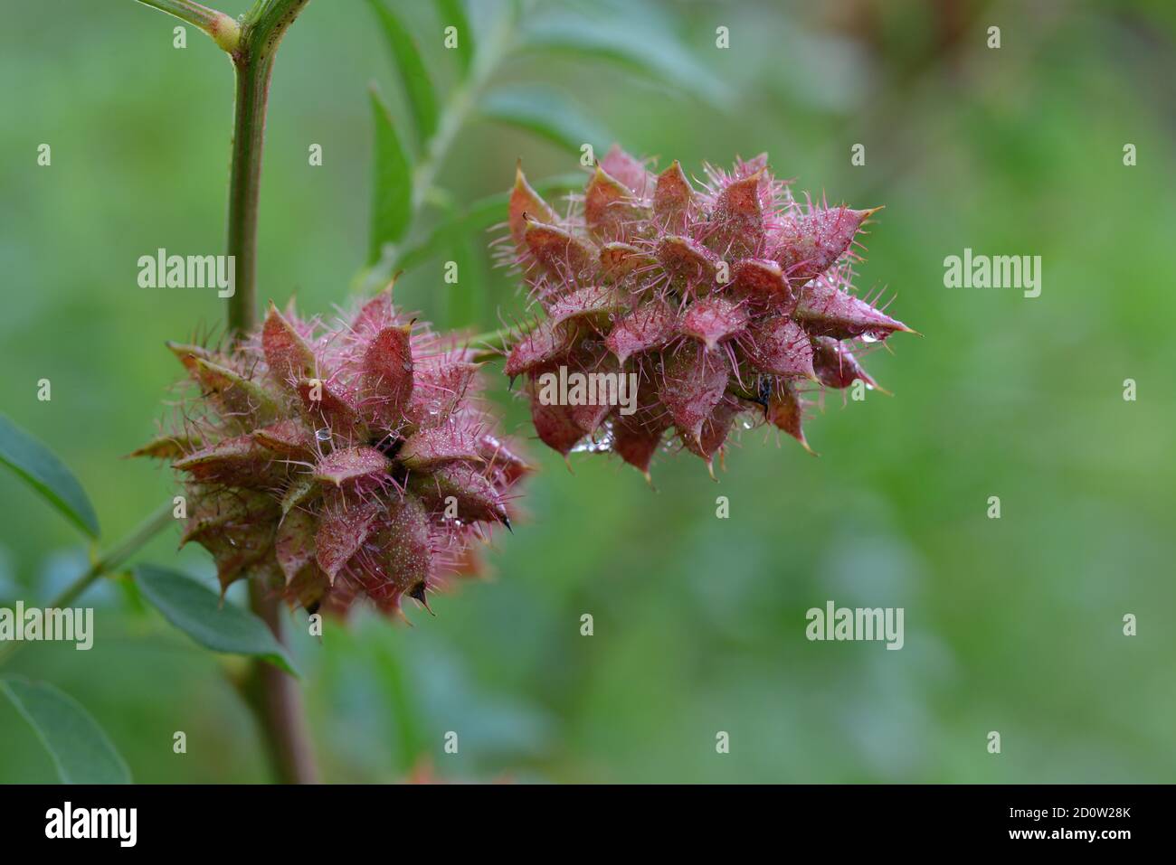 Russian liquorice( Glycyrrhiza echinata) , Seedstand, Germany, Europe