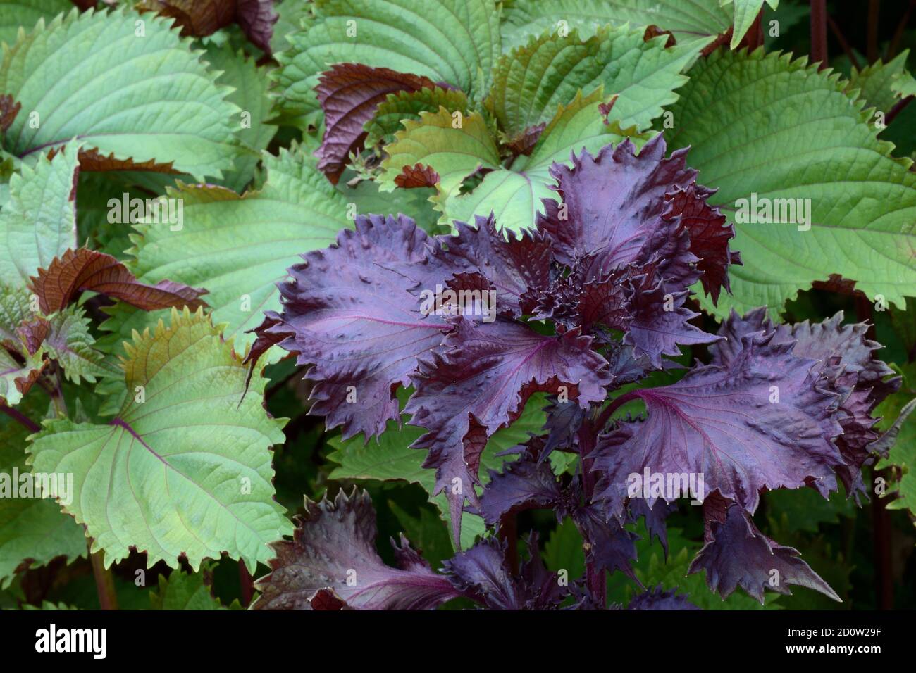 Green-leaved and red-leaved curly Perilla frutescens ( Perilla frutescens) Shiso, Germany, Europe Stock Photo