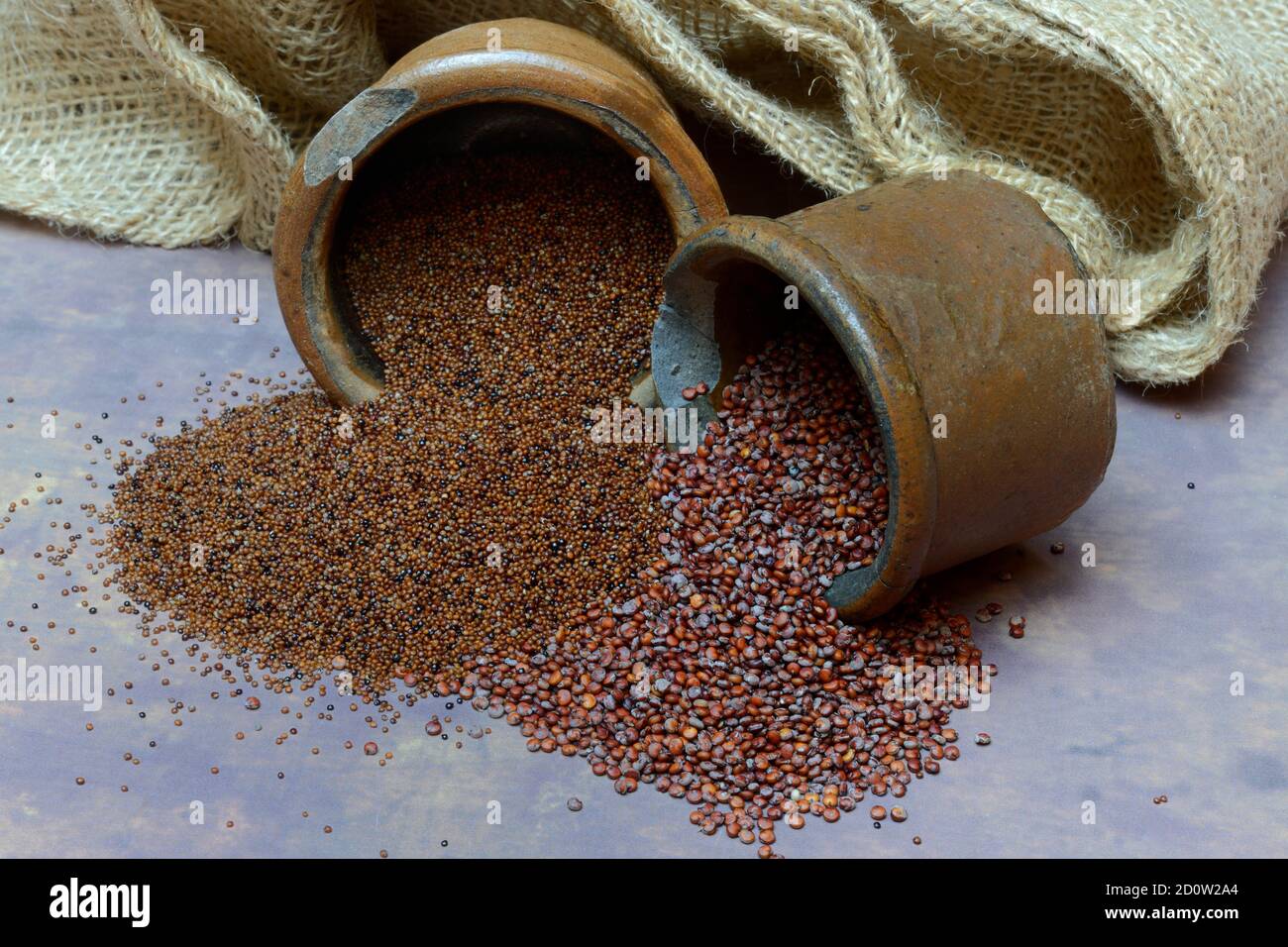 Quinoa ( Chenopodium quinoa) and Kaniwa ( Chenopodium pallidicaule) in Potty, Germany, Europe Stock Photo