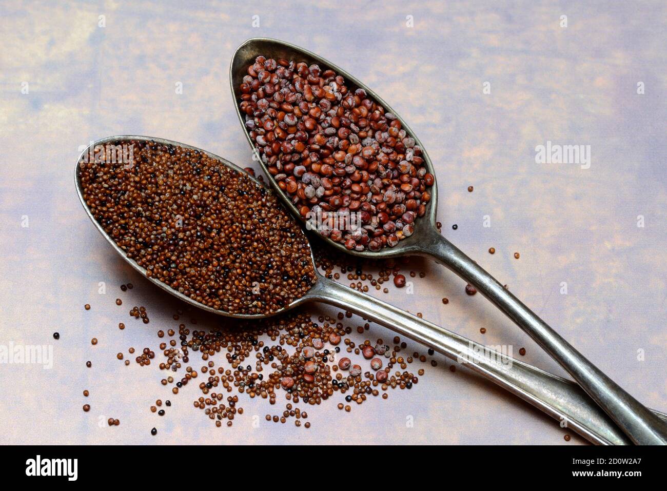 Quinoa ( Chenopodium quinoa) and Kaniwa ( Chenopodium pallidicaule) in Löffel, Germany, Europe Stock Photo
