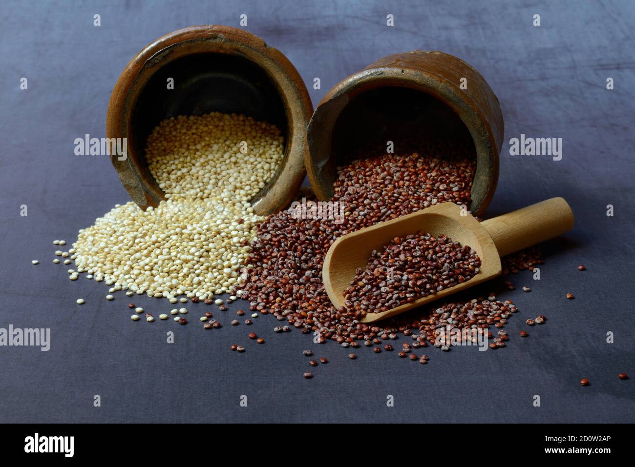 White and red Quinoa ( Chenopodium quinoa) , Grains in potty, Germany, Europe Stock Photo