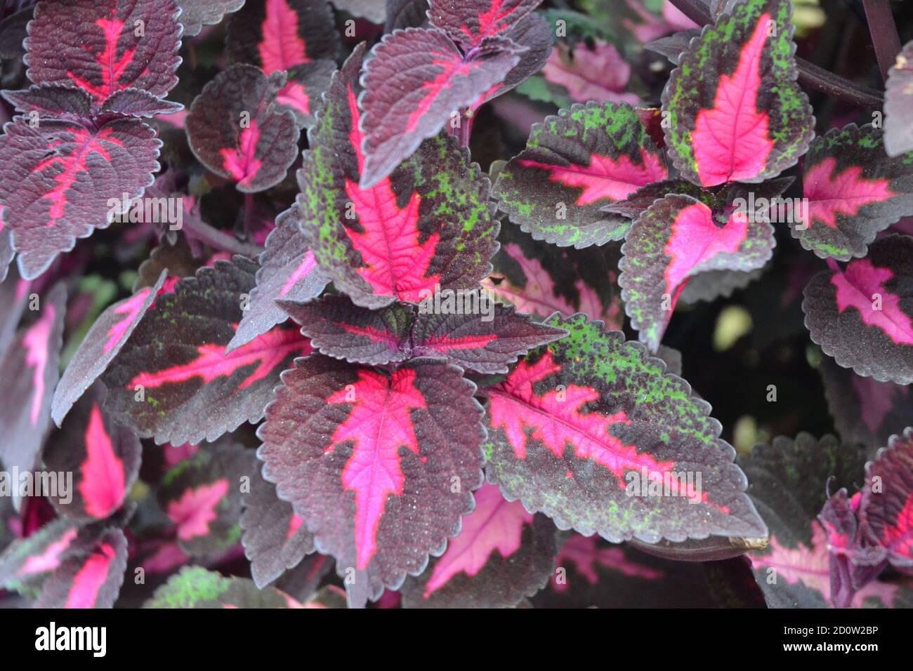 Plant with colorful leaves. Stock Photo