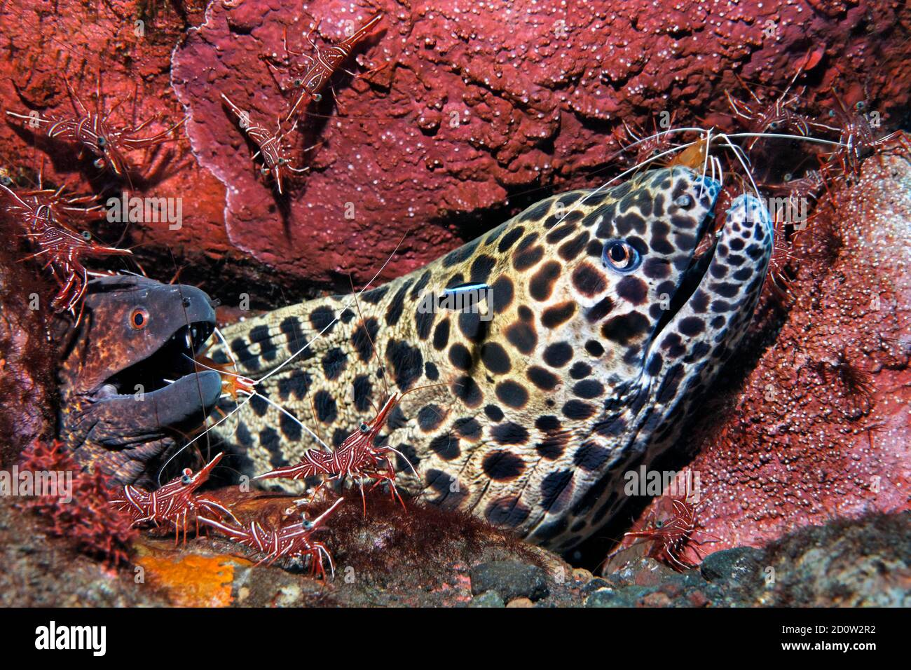 Laced moray ( Gymnothorax favagineus) and yellow-spotted, yellow-branded or Yellow-edged moray ( Gymnothorax flavimarginatus) surrounded by camel shri Stock Photo