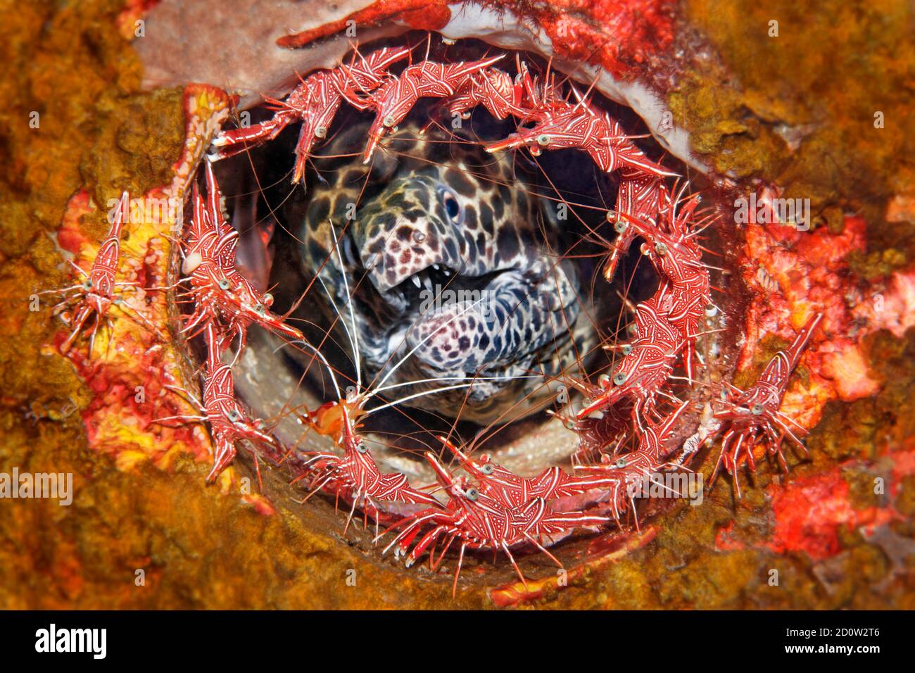 Laced moray ( Gymnothorax favagineus) surrounded by camel shrimp ( Rhynchocinetes durbanensis) Bali, Indo-Pacific, Indonesia, Asia Stock Photo