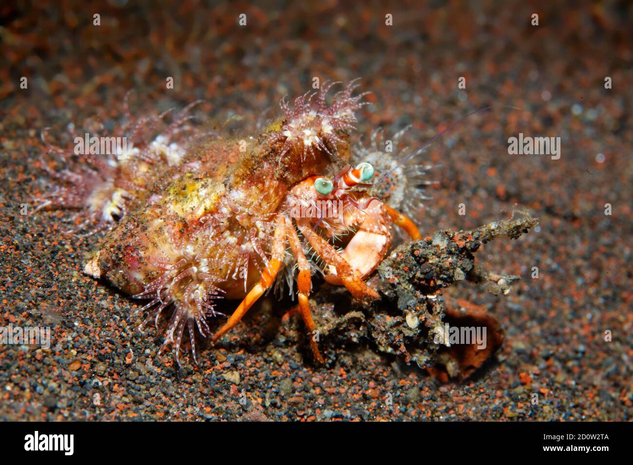 Anemone hermit crab ( Dardanus pedunculatus) Bali, Indo-Pacific ...