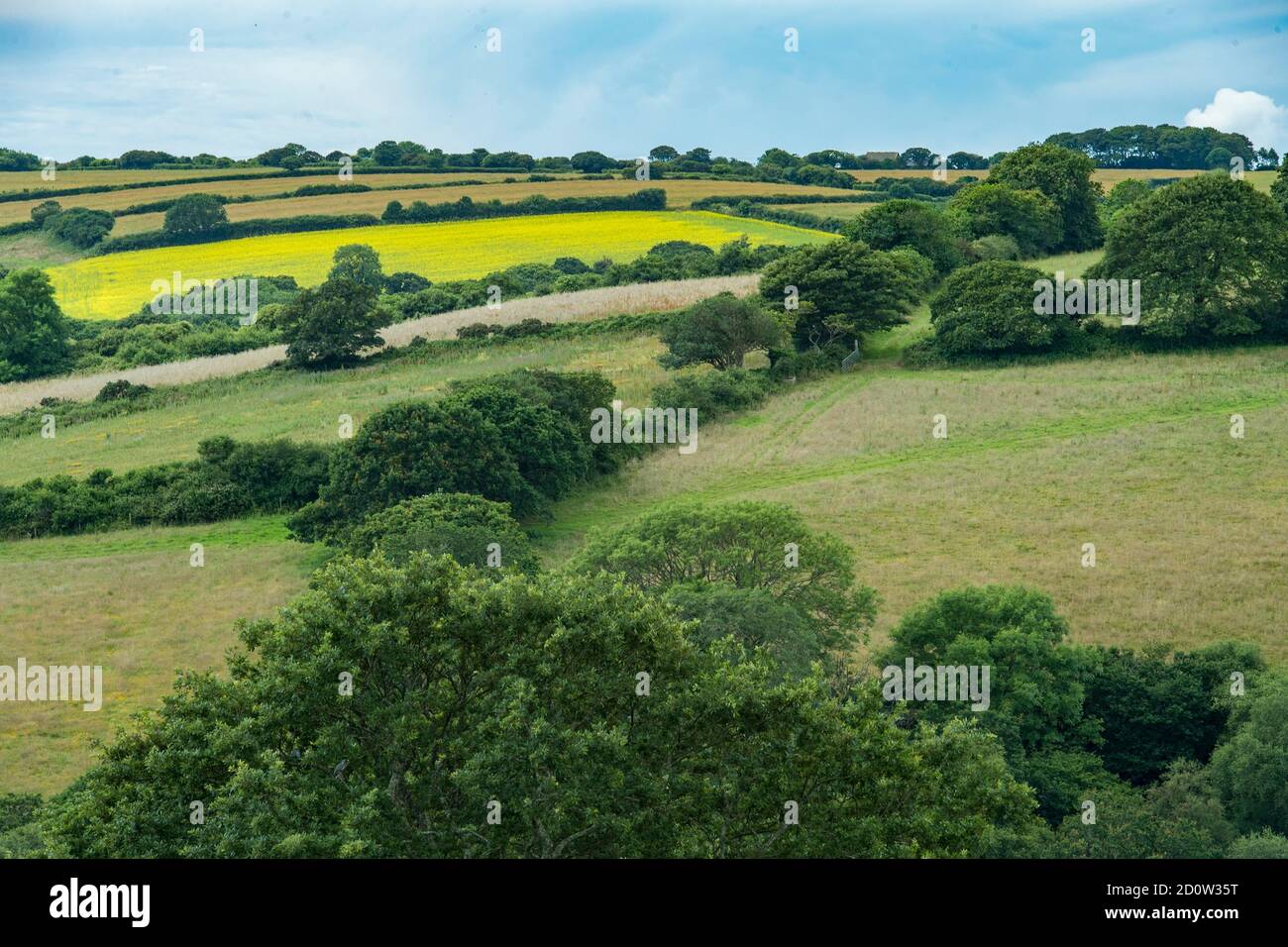 Typical Cornish landscape with meadows, hedges and stone walls, Newquay