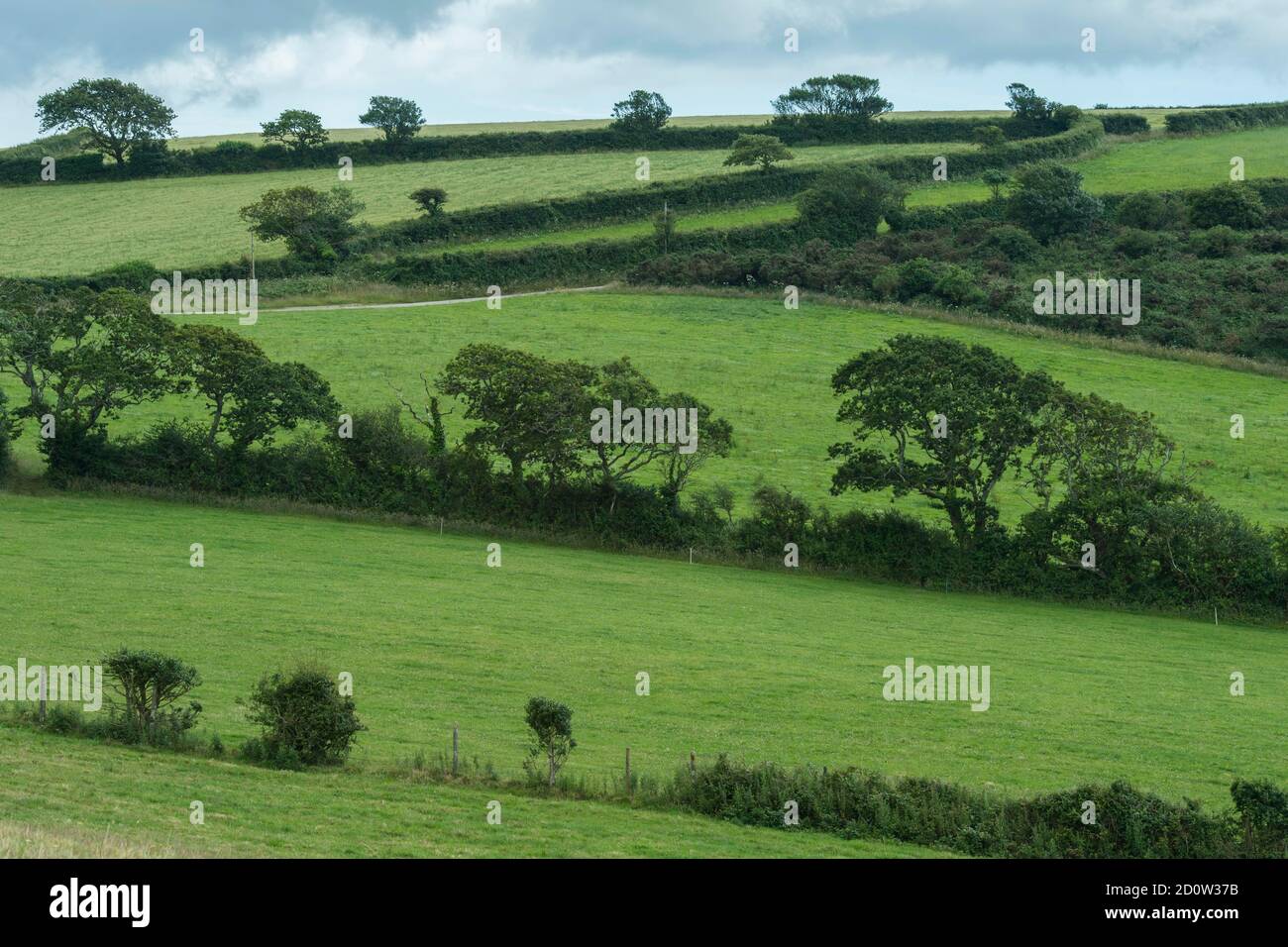 Typical Cornish landscape with meadows, hedges and stone walls, Newquay