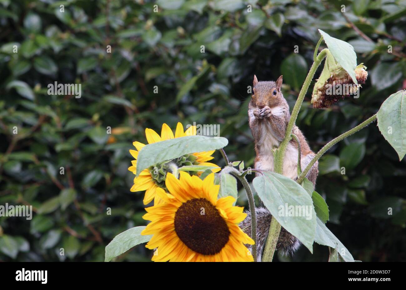 A photograph of a grey squirrel sat in a sunflower, eating sunflower seeds, in a garden Stock