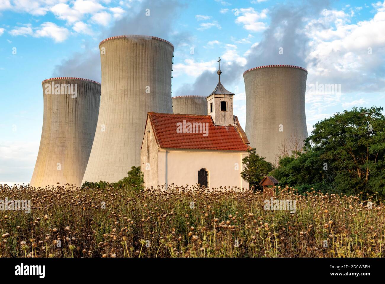 green hydrangea plant Hydrangea main image 1
