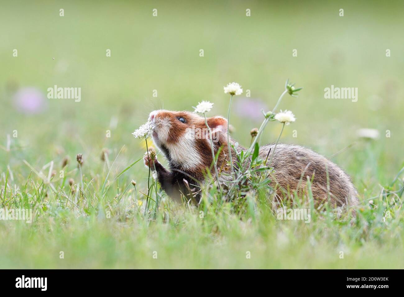 European hamster (Cricetus cricetus) sniffs a plant, Vienna, Austria, Europe Stock Photo