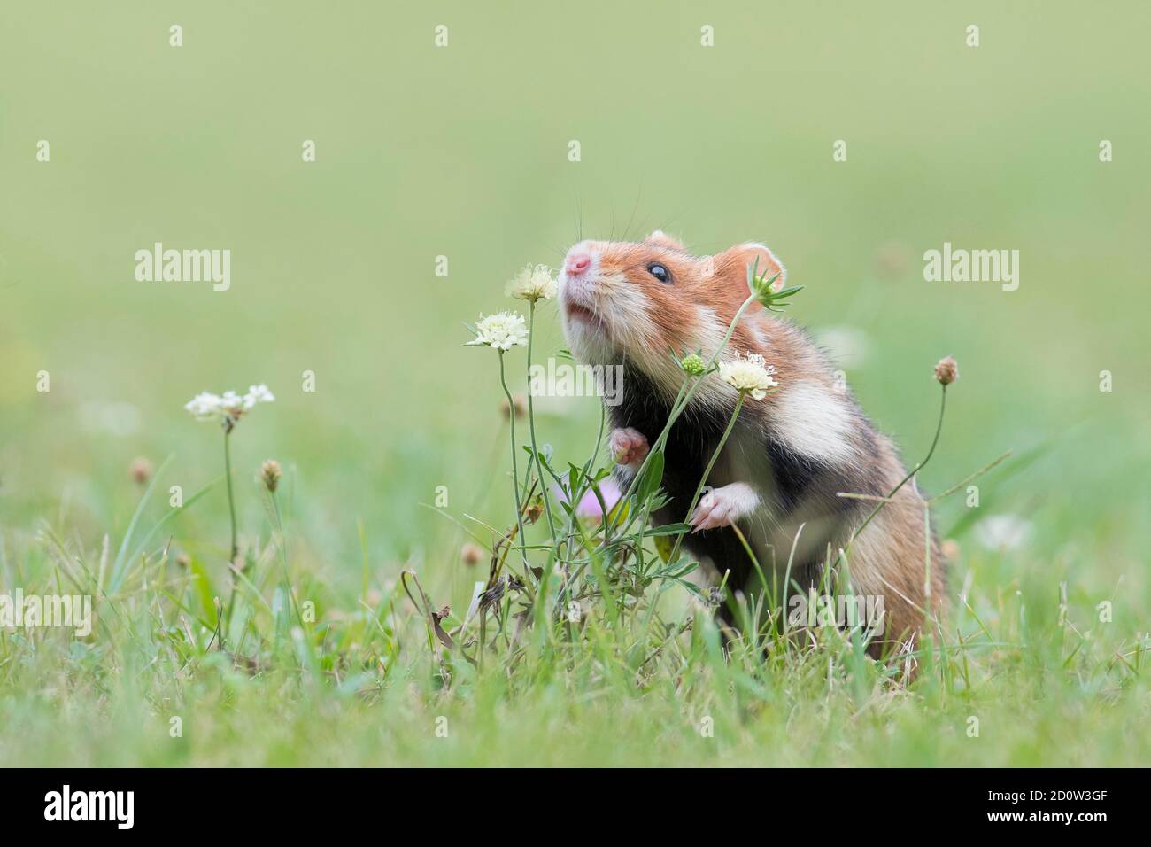 European hamster (Cricetus cricetus) sniffs a plant, Vienna, Austria, Europe Stock Photo