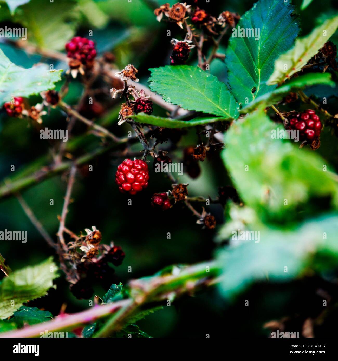 Ripe Wild Berries on branches in Autumn ready to be picked Stock Photo