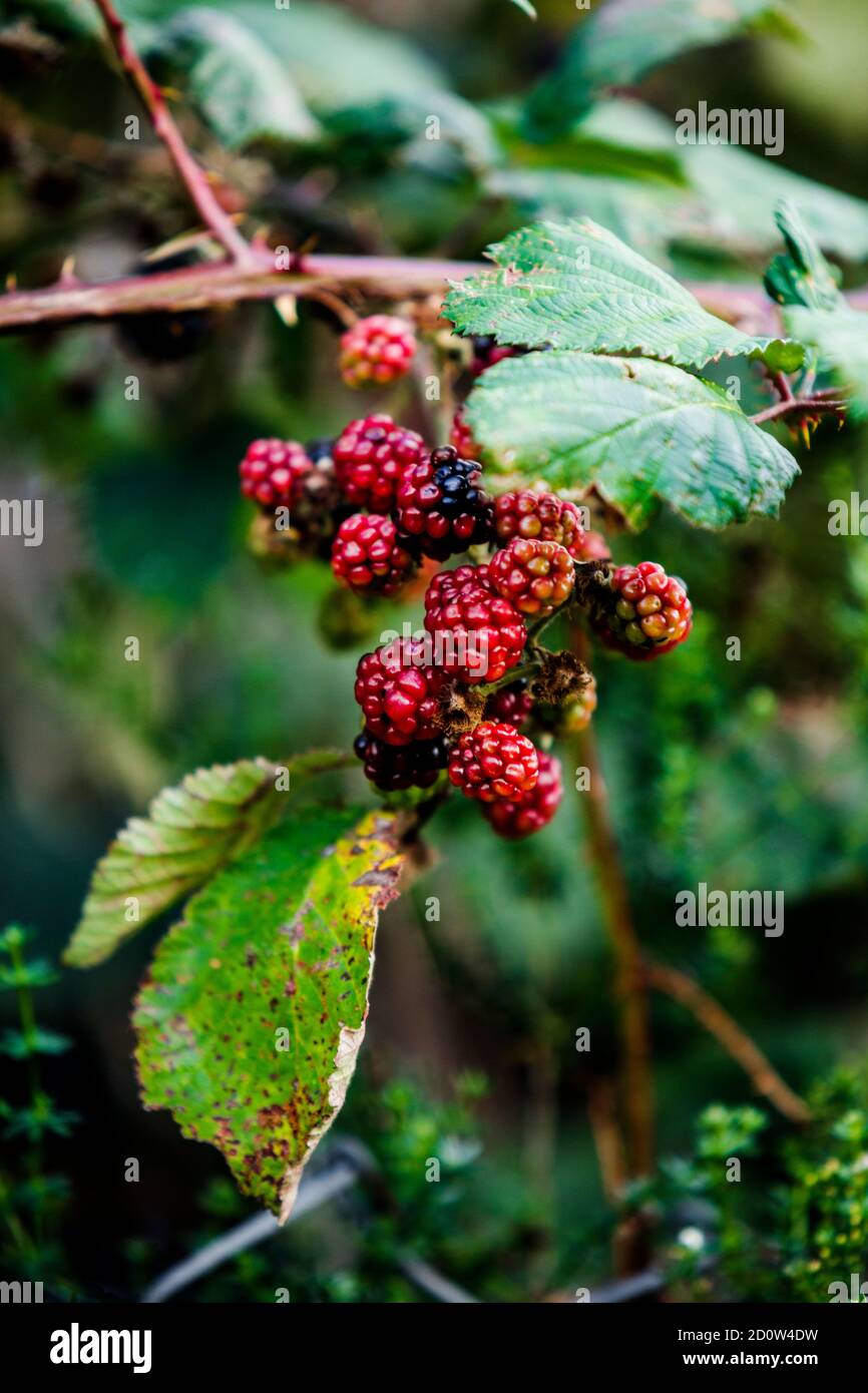 Ripe Wild Berries on branches in Autumn ready to be picked Stock Photo