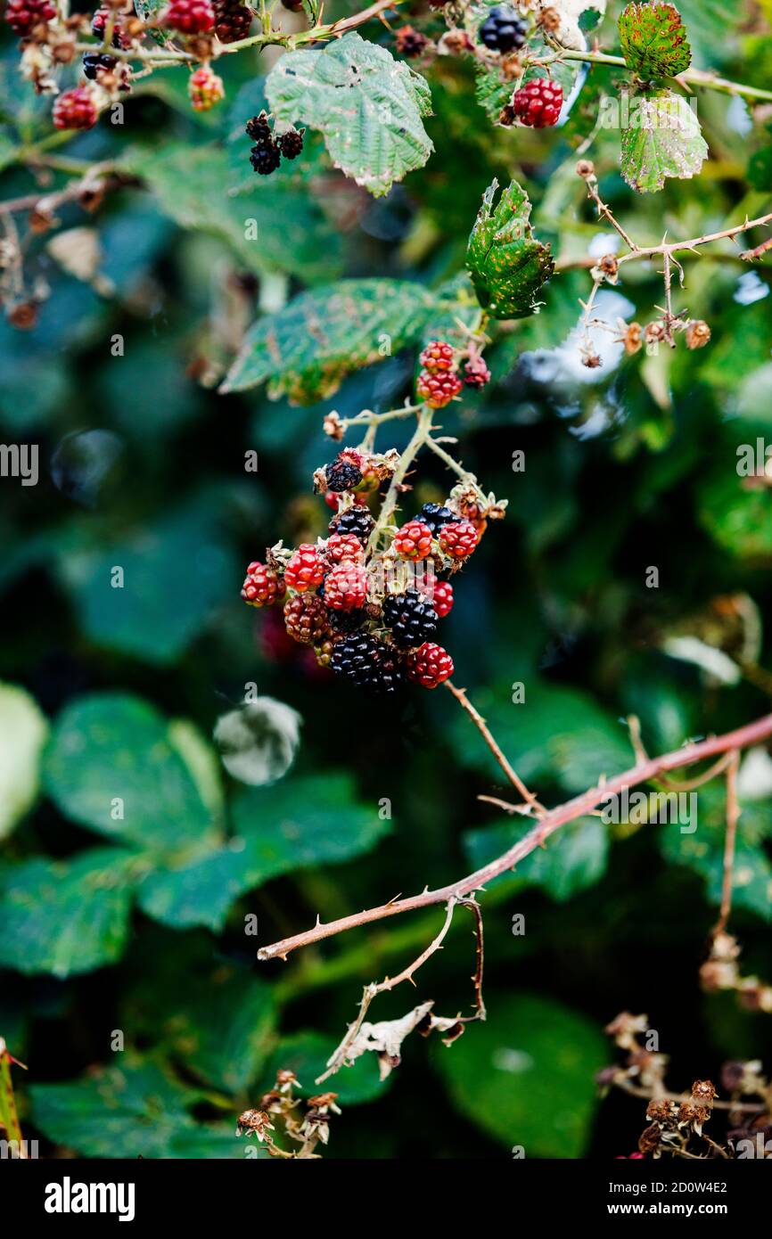 Ripe Wild Berries on branches in Autumn ready to be picked Stock Photo