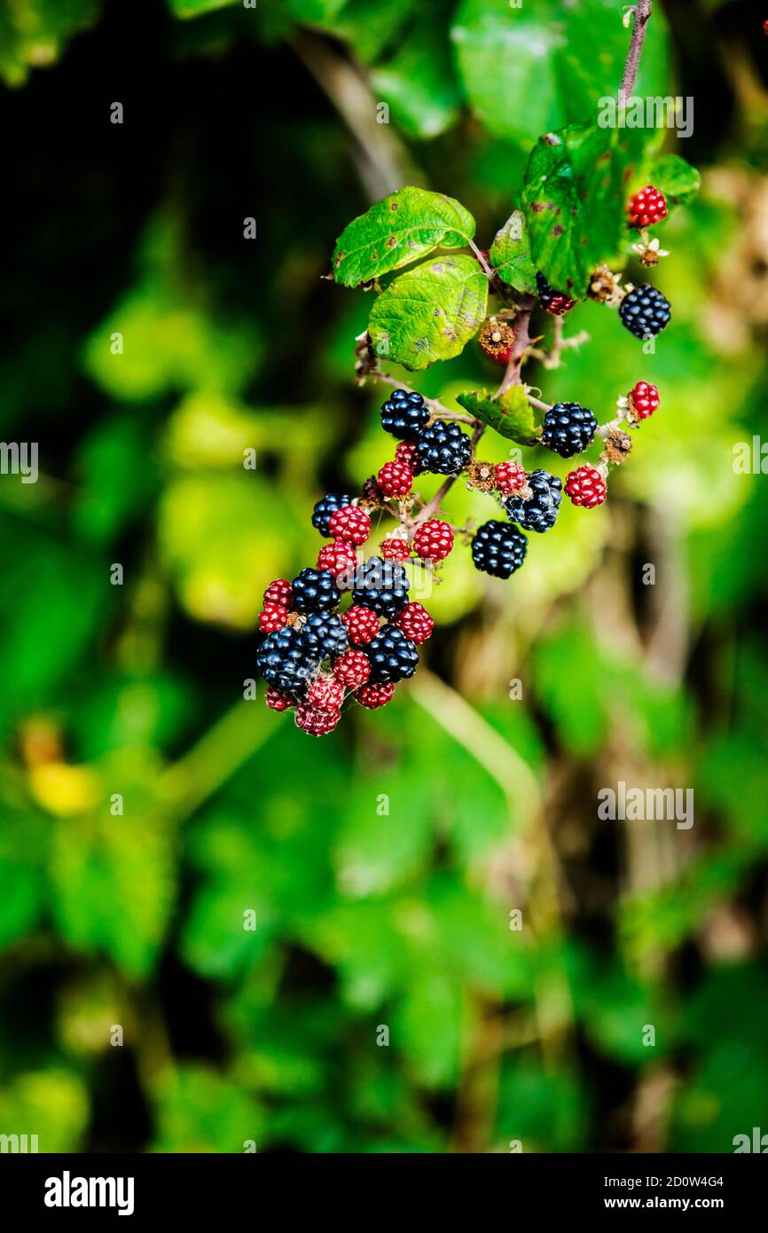 Ripe Wild Berries on branches in Autumn ready to be picked Stock Photo