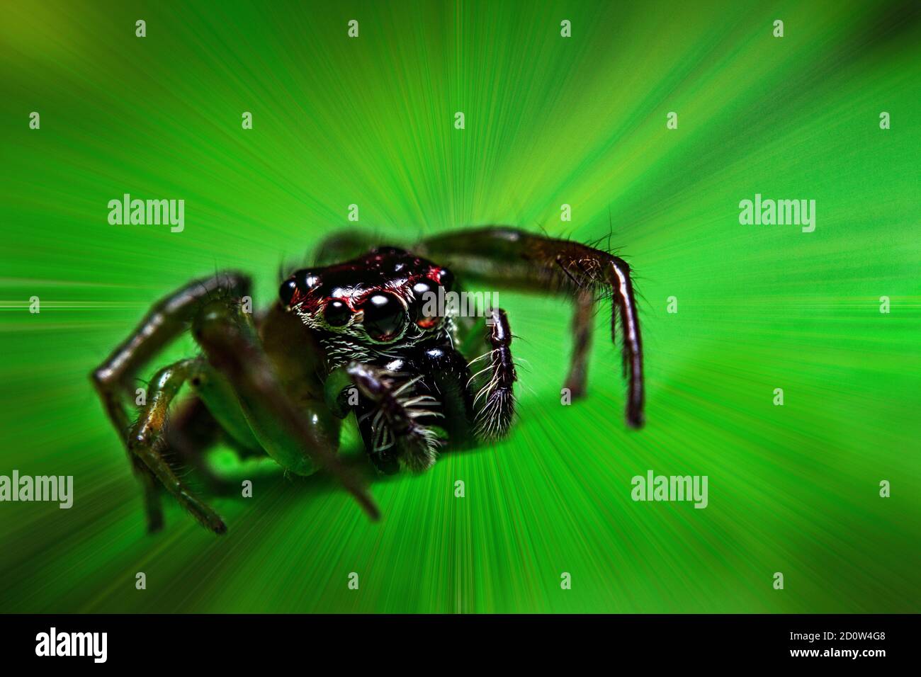 Super macro shot a tiny jumping spider Stock Photo