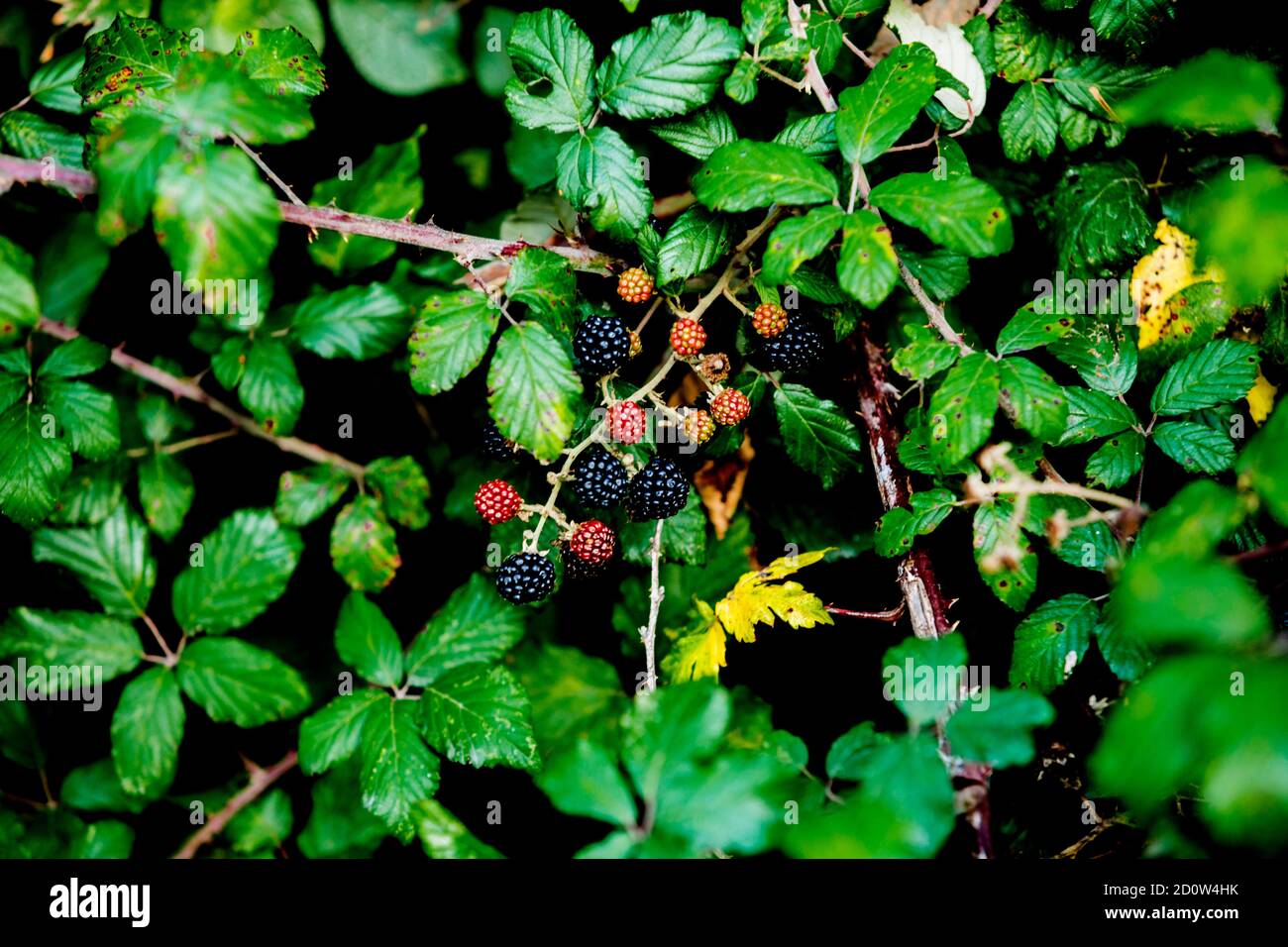Ripe Wild Berries on branches in Autumn ready to be picked Stock Photo
