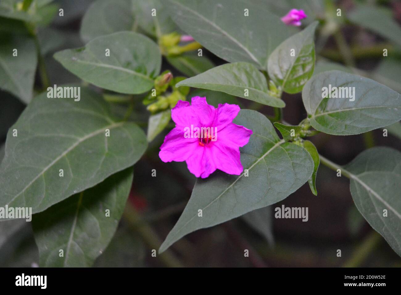 pink mirabilis flowers in a garden with green leaves looks beautiful. Stock Photo
