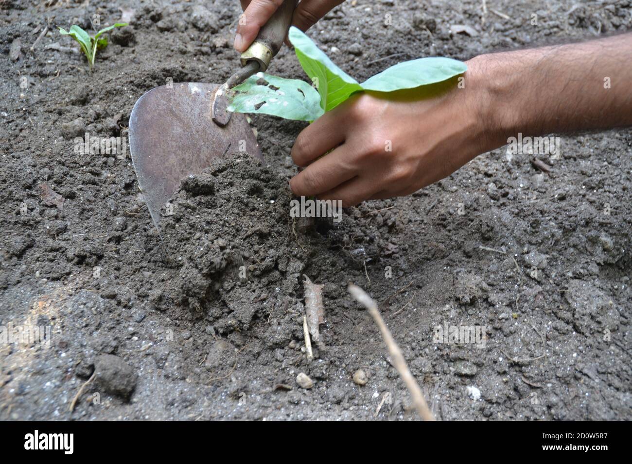 A cauli flower plant is being planted. Stock Photo